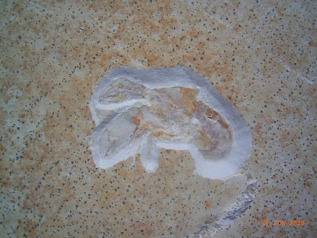 Magila latimana Bild ©
